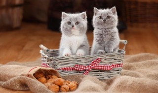 家猫可以吃猫粮吗 家猫能吃猫粮吗