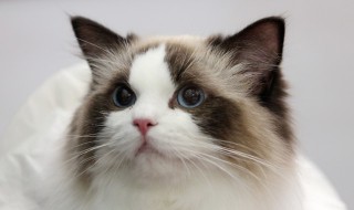 家里养猫怎么除味 家里养猫有味道怎么除味