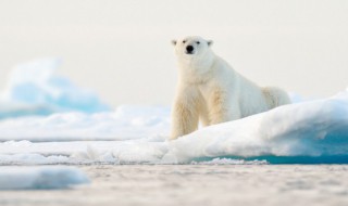 如何防止气候变暖（如何防止气候变暖的征文）