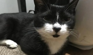 如何防止黑猫长白毛（黑猫的毛变白）