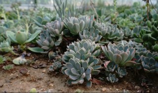 多肉摇钱树怎么繁殖（多肉摇钱树的养殖方法和注意事项）