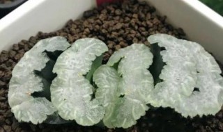 多肉白熊怎么长得快 白熊多肉怎样才出状态