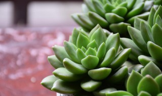 摆地摊卖多肉怎么样 摆地摊多肉好卖吗?