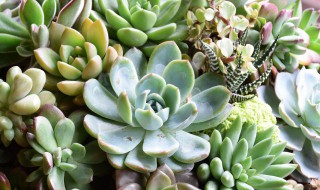天剑座多肉怎么养 天秤座适合养什么多肉植物