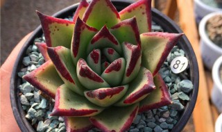 乌木多肉怎么养 乌木多肉怎么养出状态