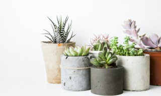 红宝石多肉怎么繁殖 红宝石多肉怎么繁殖视频