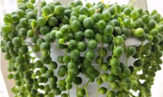 多肉佛珠怎么爆盆 佛珠花怎样才能爆盆