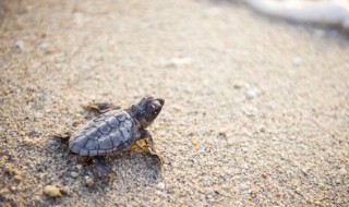 甲鱼为什么在脸盆养不活(甲鱼能盆养吗)