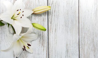 香水百合适合放室内吗（香水百合适合室外养吗）