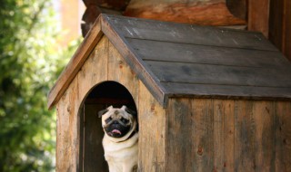 小型犬养什么好容易养活不乱叫的（什么小型犬不爱叫好养）