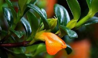 金鱼花几天浇一次水（小金鱼花几天浇一次水）