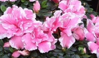 我为什么养不活杜鹃花 家养的杜鹃花为什么不开花