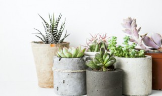 连续下雨多肉怎么办(连续阴雨天多肉怎么办)