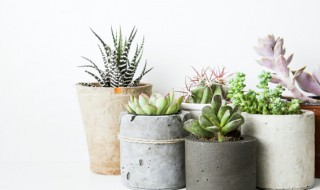 天气太热多肉怎么办（天气太冷多肉怎么办）