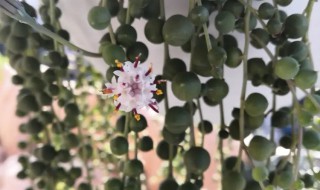 佛珠多肉烂了怎么办 佛珠多肉开花要掐掉吗