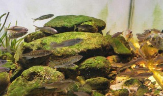 为什么马口鱼鱼缸养不活 马口鱼好养活吗