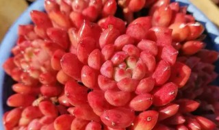 红色浆果多肉怎么养 红色浆果多肉怎么浇水