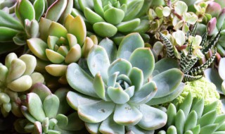 白熊多肉怎么养（白熊多肉怎么养爆盆）