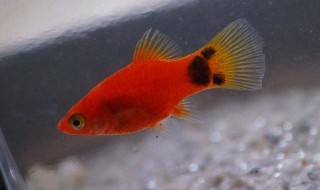 米奇幼鱼为什么养不活 米奇鱼容易繁殖吗