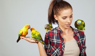 三只棕头牡丹鹦鹉能一起养吗 牡丹鹦鹉能三个一起养