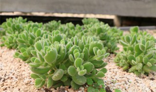 多肉熊掌怎么叶插（多肉熊掌可以叶插吗）