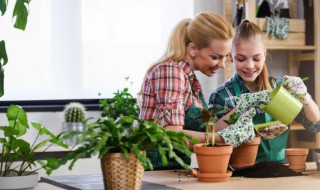 砍头的多肉怎么发根（砍下来的多肉怎么发根）