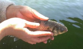 野生鱼为什么养不活（野生鱼能养吗）