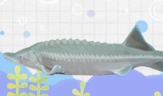 鲟鱼为什么养不活（鲟鱼容易养活吗）