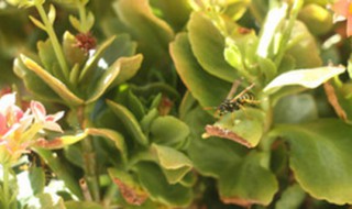 长寿花几天浇一次水（长寿花几天浇一次水冬天）