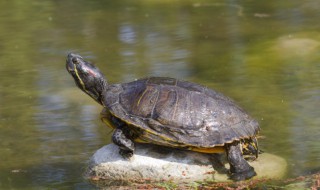 为什么家里乌龟养不活 家里为啥养不活乌龟