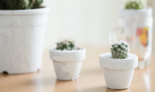 多肉侧芽怎么处理 多肉侧芽怎么处理视频