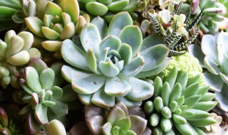 静夜多肉怎么度夏(静夜多肉为什么难度夏)