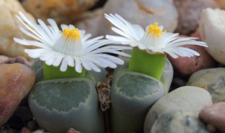 多肉怎么杂交 多肉怎么杂交出新品种