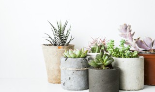 静夜多肉徒长了怎么办（多肉静夜怎么养）