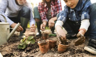 夏天多肉黑腐怎么办 夏多肉植物夏天如何防止黑腐