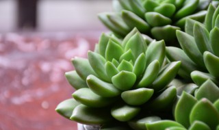 多肉只剩杆怎么救（多肉只剩下杆子怎么抢救）