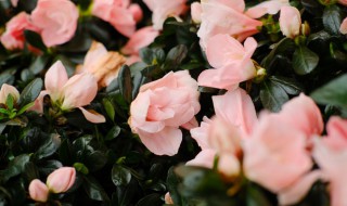 多花杜鹃怎么养（杜鹃花怎么养才能枝繁叶茂）