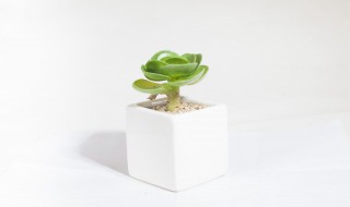 怎么移植多肉（怎么移植多肉侧芽）