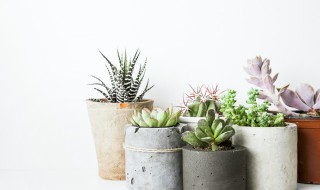 多肉长出来分支怎么弄 多肉长出来分支怎么弄视频