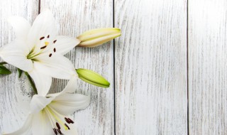 香水百合在水里怎么养 香水百合在水里怎么养殖