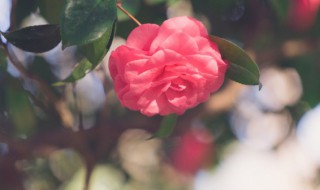 养花几天浇一次水合适（养花几天浇一次水最好）