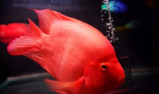 为什么我家里养的鹦鹉鱼不红呢 鹦鹉鱼 不红