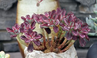 蝴蝶之舞多肉怎么养（蝴蝶之舞多肉怎么养护）