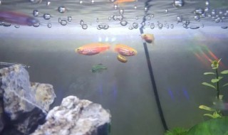 家养冷水鱼为什么养不大（养不大的冷水鱼）