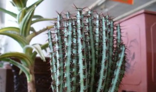 铜绿麒麟几天浇一次(麒麟多久浇一次)