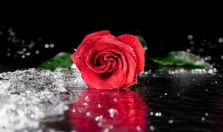 玫瑰花浇水可以撒到它的叶子上吗 玫瑰花浇水可以撒到它的叶子上吗