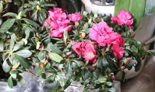 杜鹃花一盆浇多少水（杜鹃花要浇多少水）