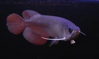 银龙鱼鱼鹦鹉鱼混养喂什么（银龙鱼招财鱼鹦鹉鱼混养喂什么好）