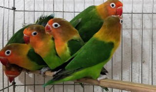 怎样养红头牡丹鹦鹉(红头鹦鹉怎么养)