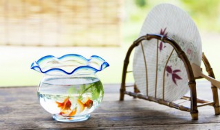 家里的鱼为什么养不活（为什么我家鱼养不活）